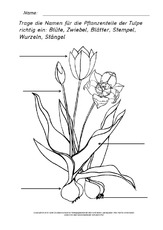 Teile-der-Tulpe-beschriften-ausmalen.pdf